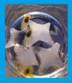 Water halen op je hoofd